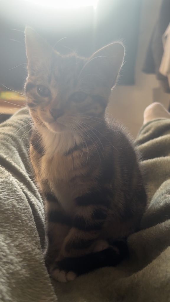 Kittens for sale 