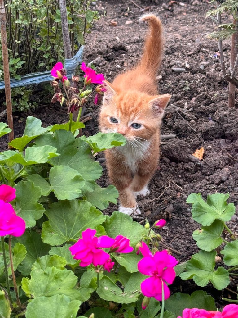 🐱 Adorable Ginger & White Kitten 
