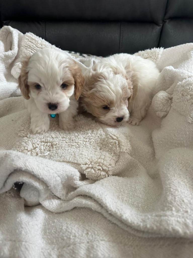 Cavapoo puppies 