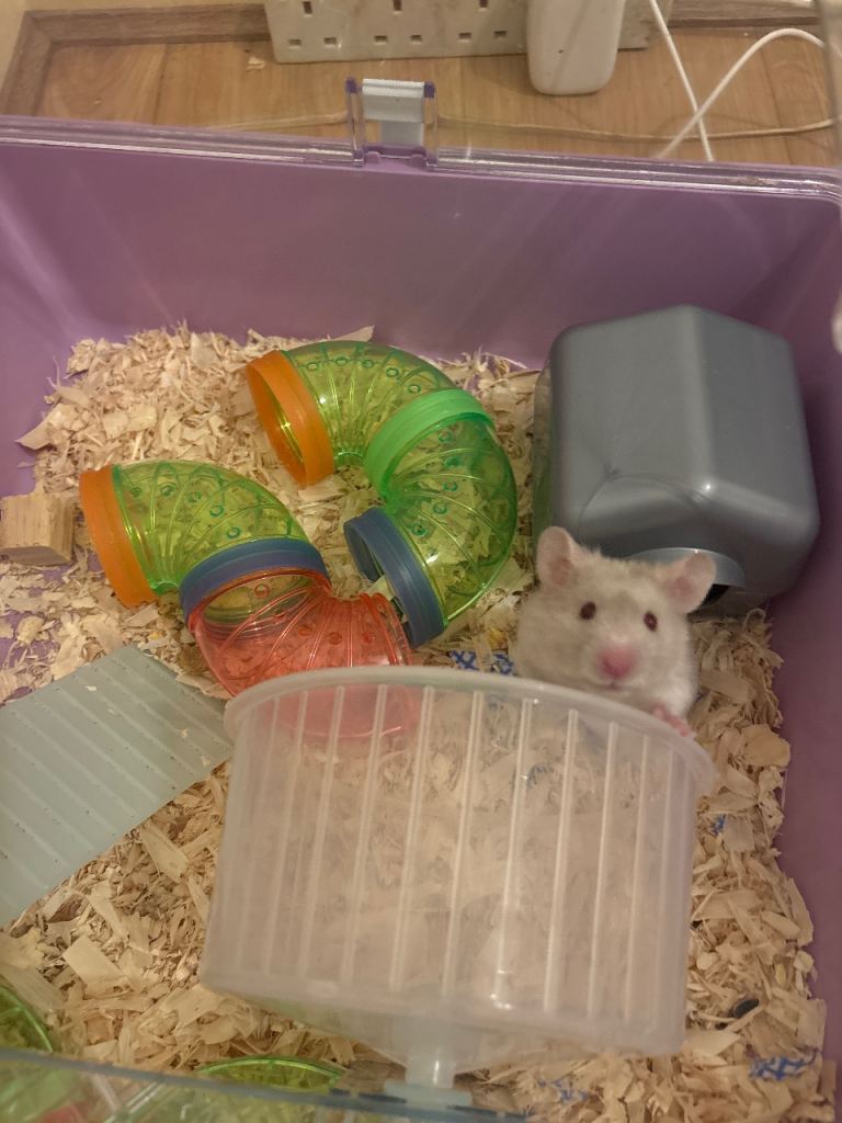 Female Syrian Hamster