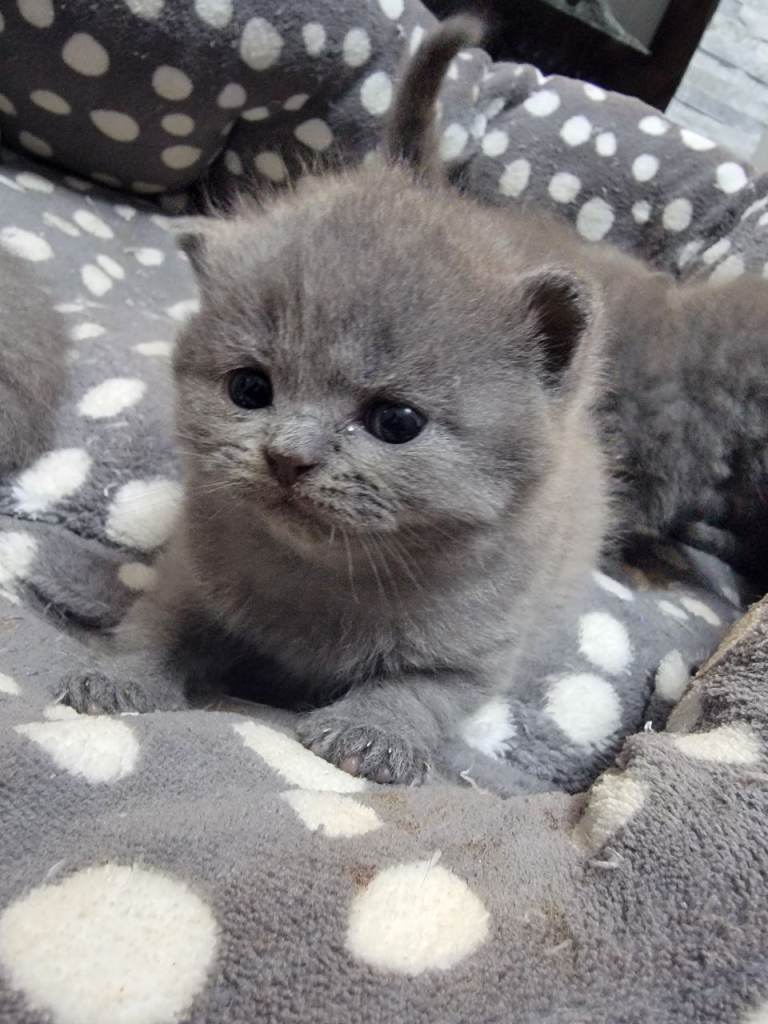 5 British shorthair kittens 