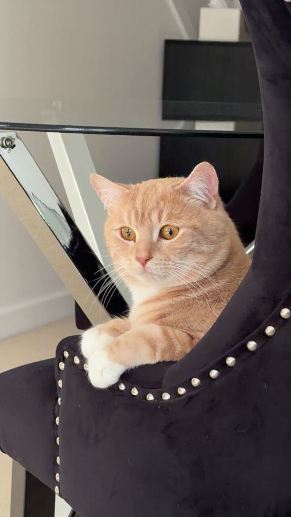 Buff Male British Shorthair 12 months old