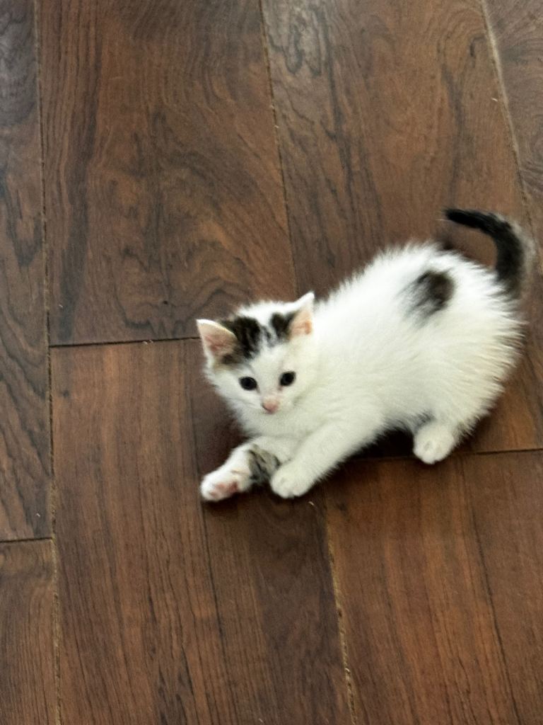 Beautiful and Playful Kitten Ready for a Loving Forever Home 🐾