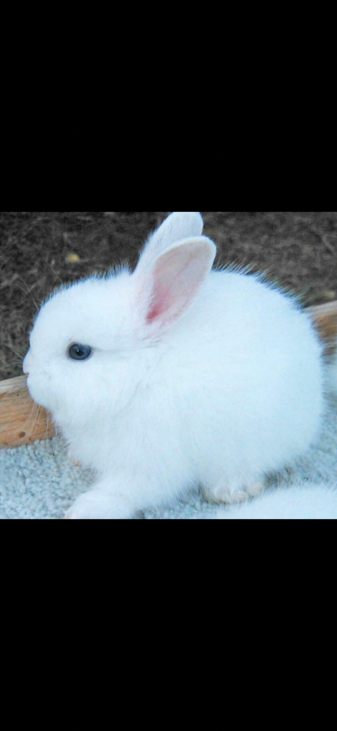 Gorgeous white bunny with blue eyes for sale