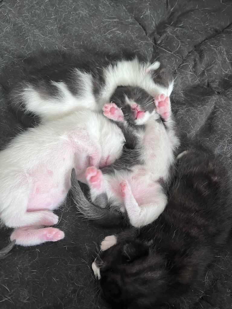 Adorable kittens