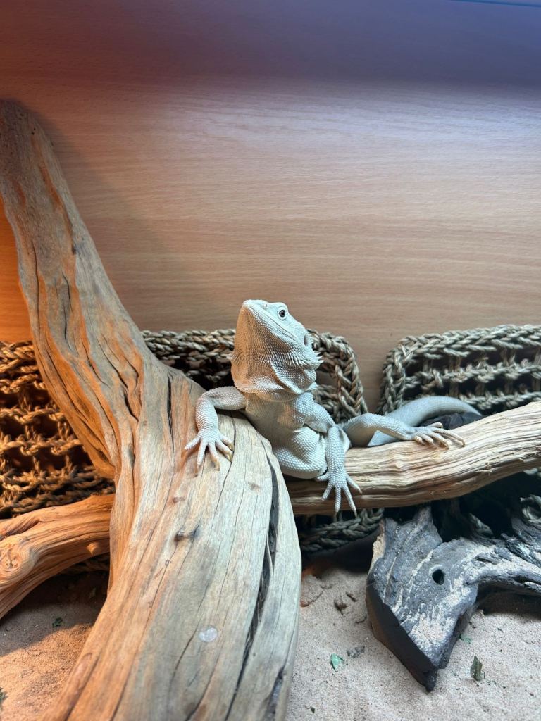 Bearded dragon 