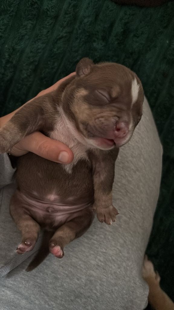 American Micro bully puppy's