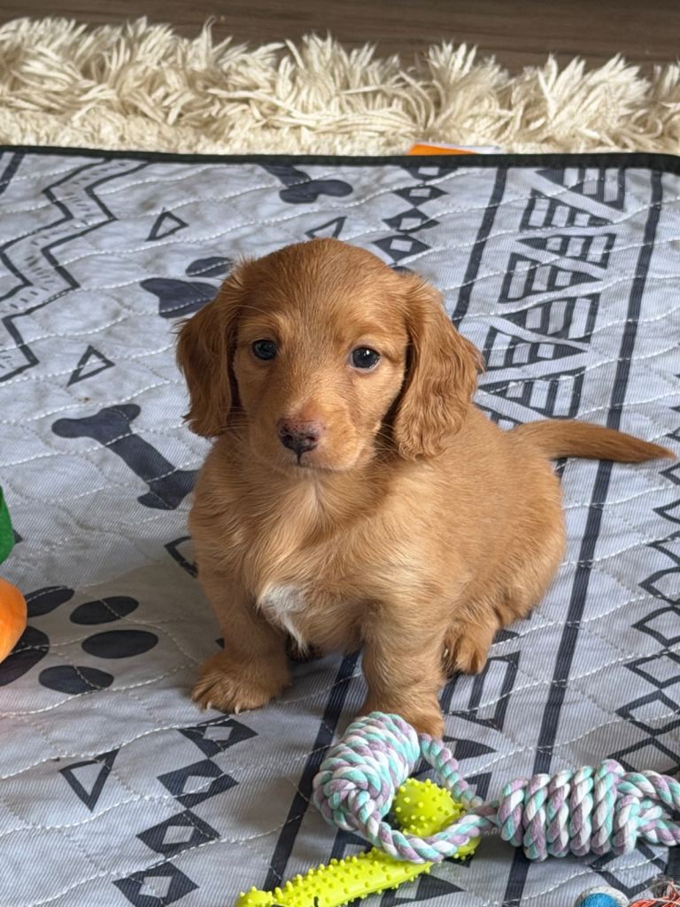 Exceptional KC Registered Long-Haired Dachshund Puppies ✨
