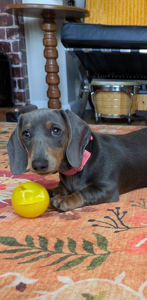 6 month old Blue Miniature Dachshund 