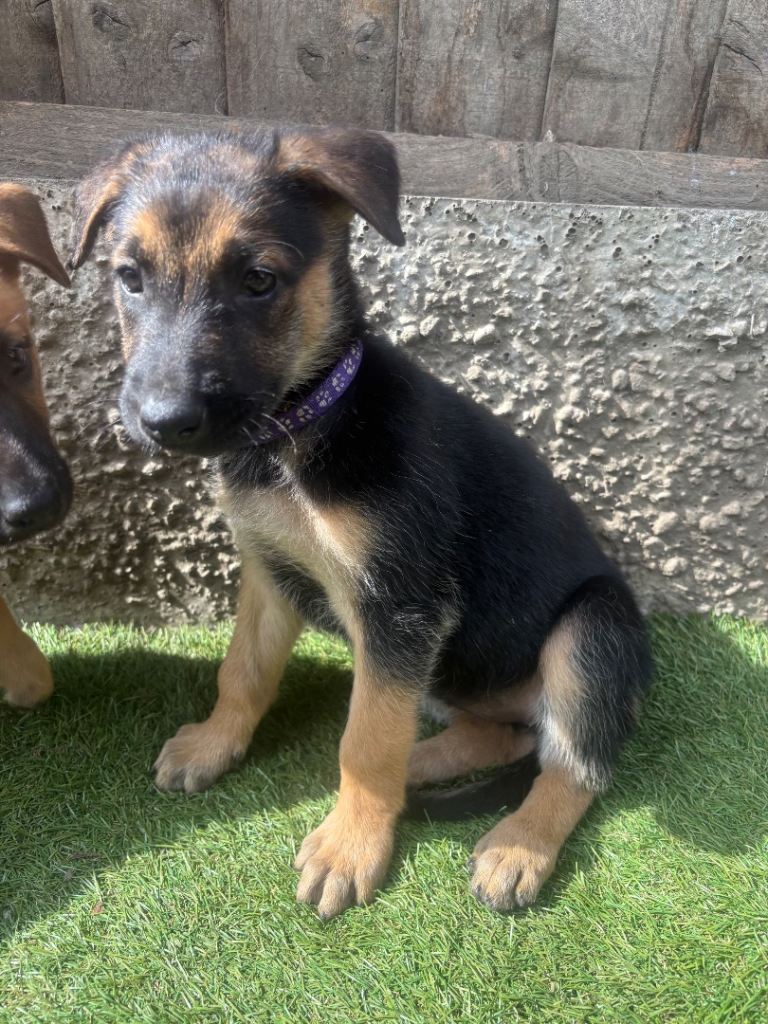 LASTDutch X German Shepherd Puppies