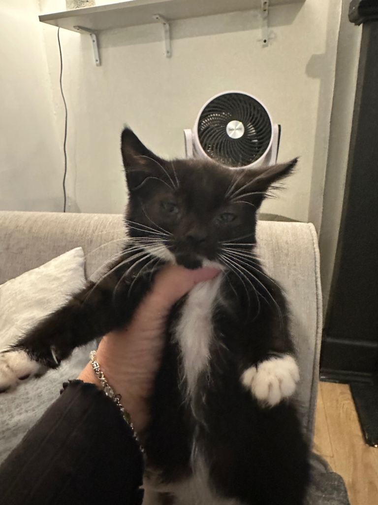 Beautiful black and white fluffy kittens 