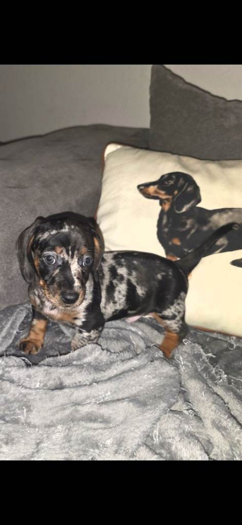 Mini dachshund ready to leave 