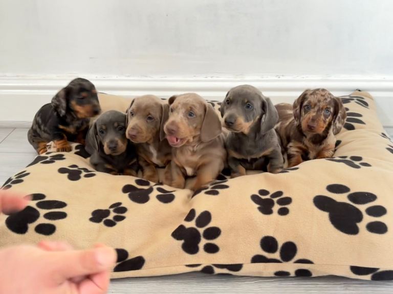 dachshund