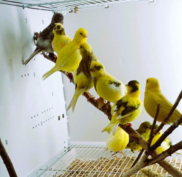 Canaries various breeds and colours available 