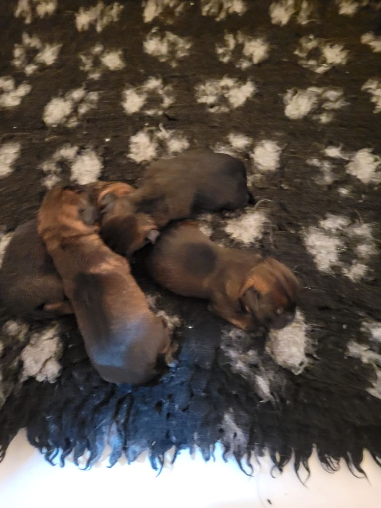 Adorable border terrier pups 