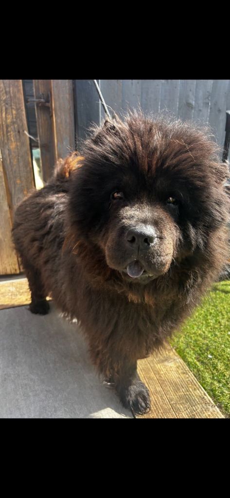 Black chow girl 3 yr old