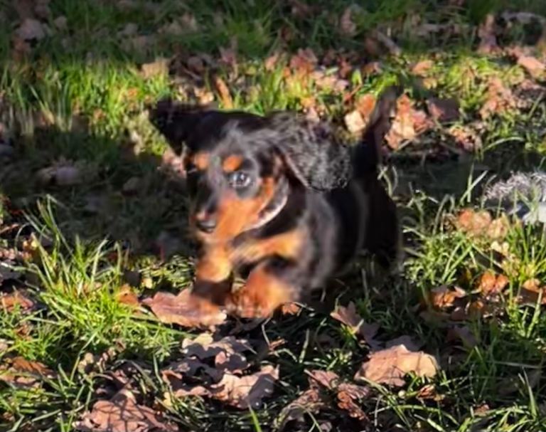 Mini dachshund girl long haired 