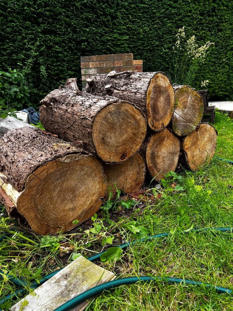Tree Stumps x7 