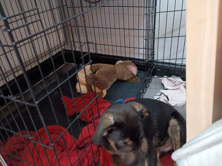 4 month old male pup