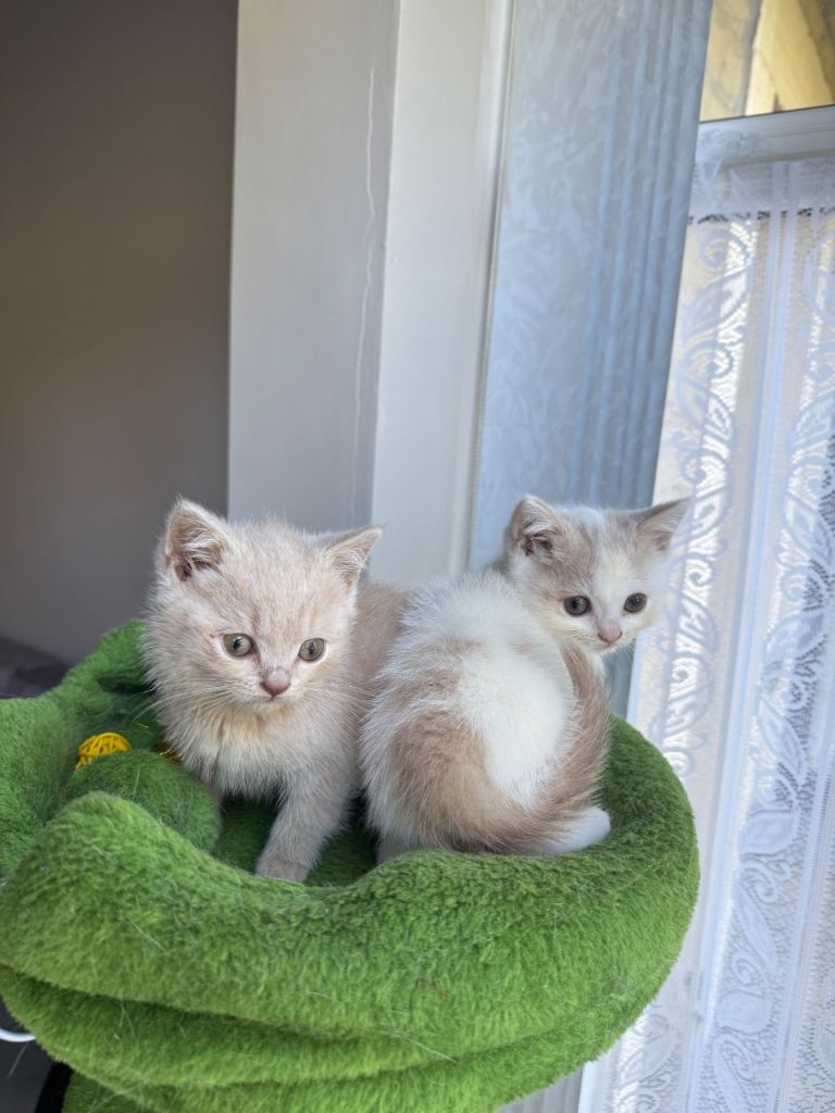 kittens 