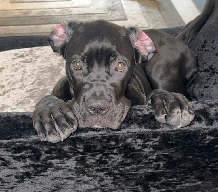 Female Cane Corso for sale Glasgow