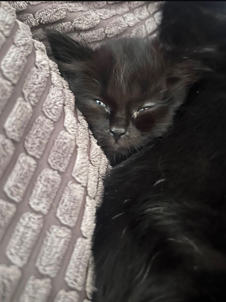 3 beautiful kittens ready to be homed. 