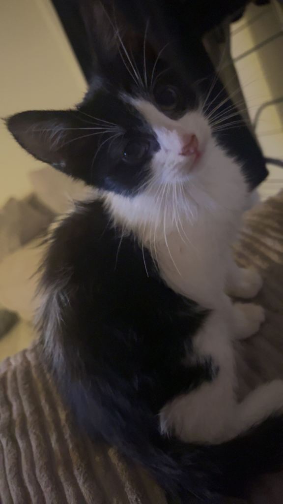 2 white russian mixed kittens (males)