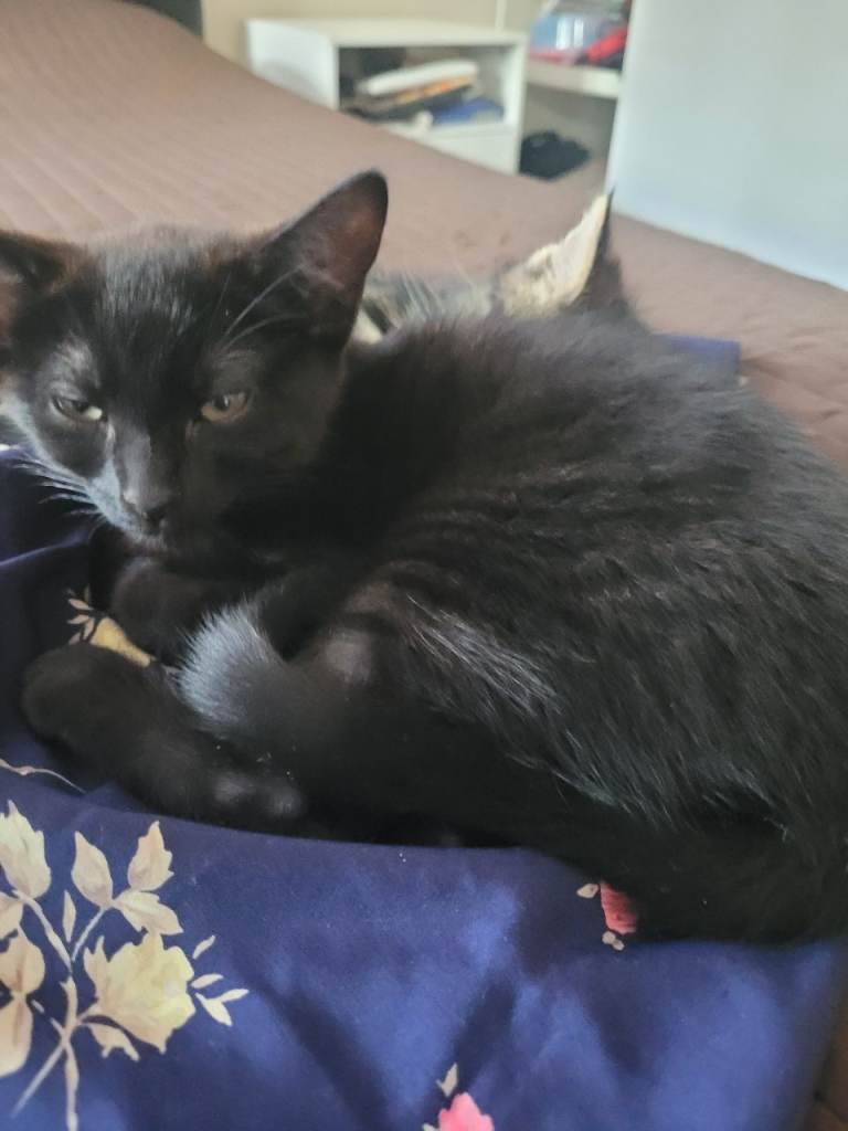 Kittens 