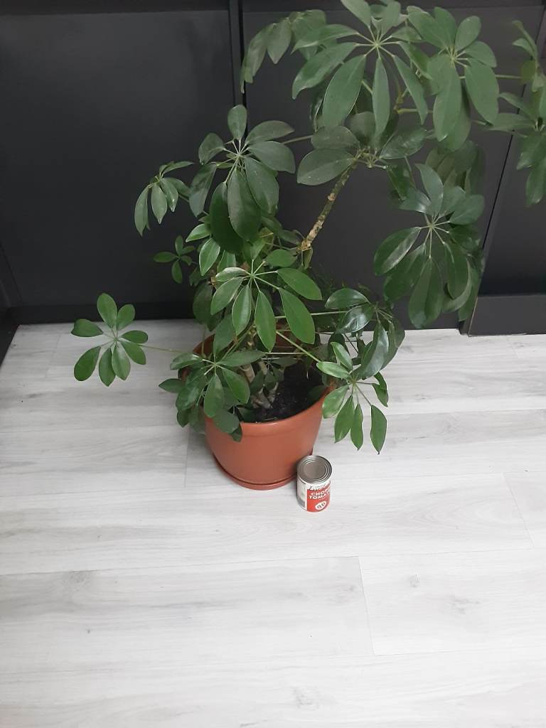 Large House plant in terracotta pot