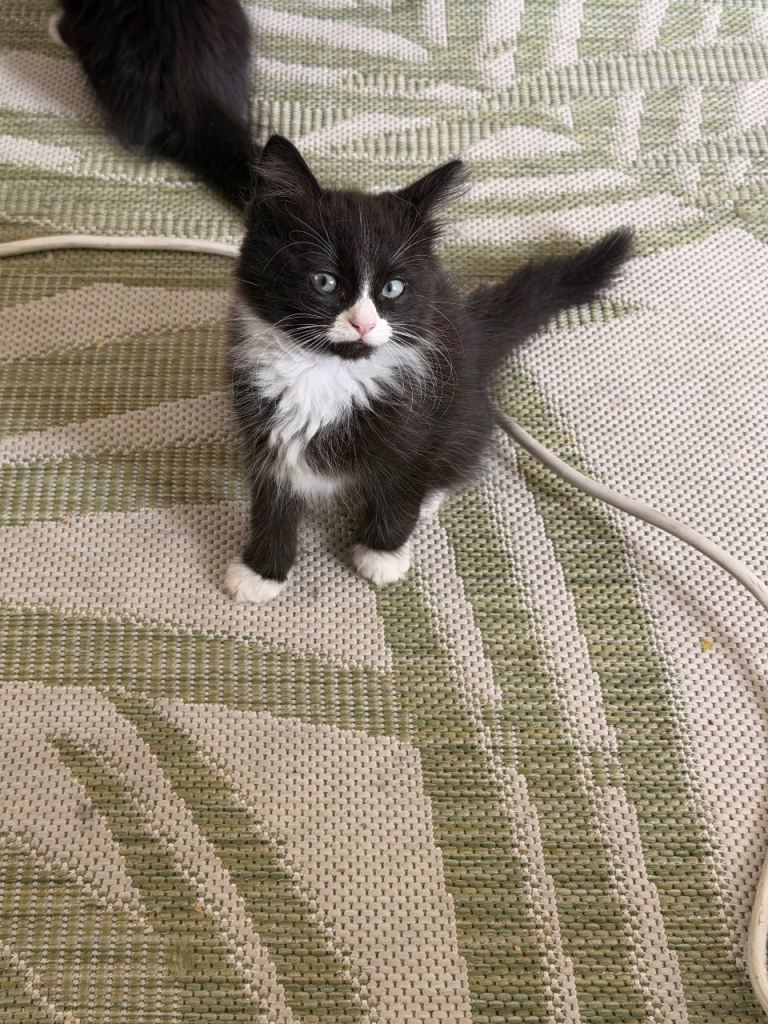 Adorable Black & White Kitten  mix Ready for New Home 
