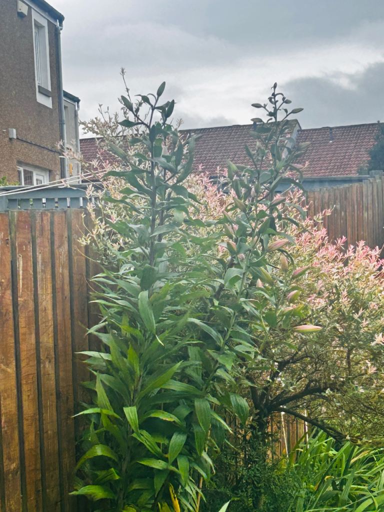 Beautiful lily treesHealthy and Established