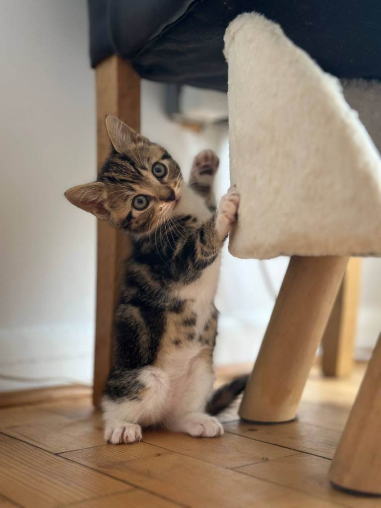 Adorable BSH Kittens Need To Be Rehomed in Northampton