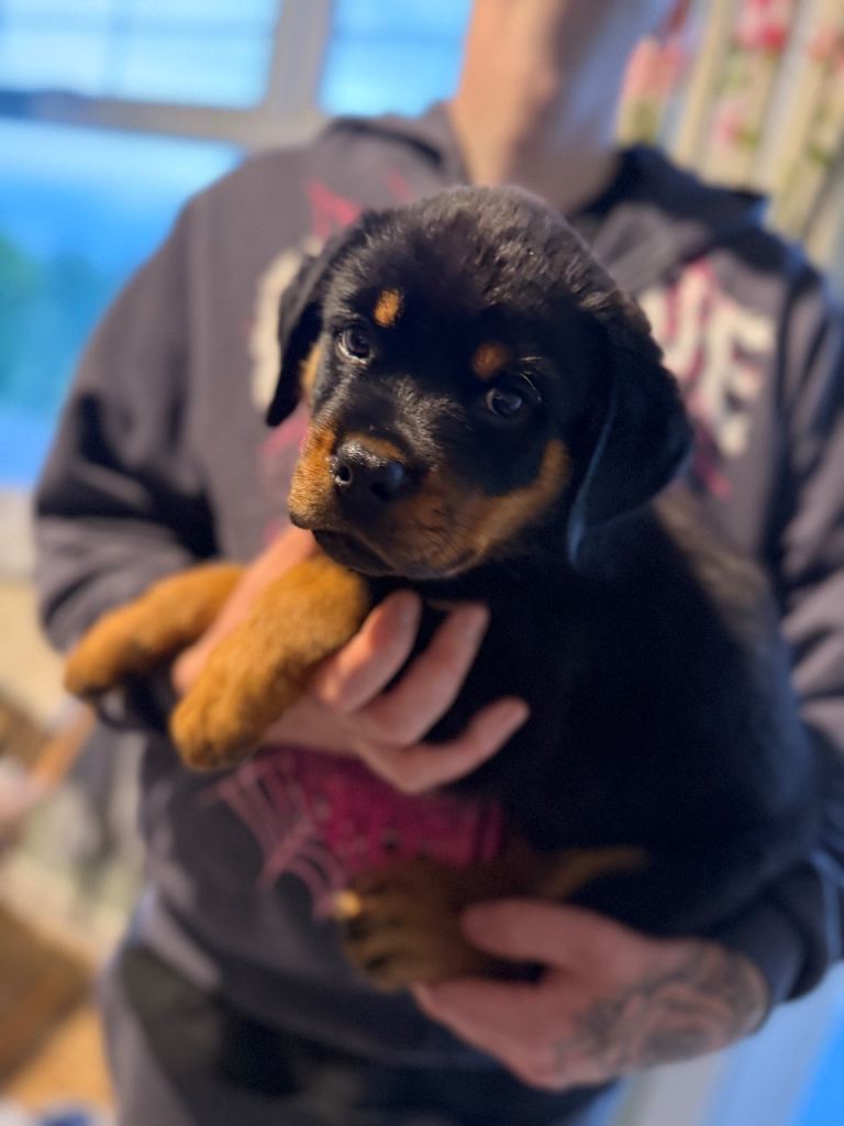🐾 Beautiful Rottweiler Male ready for forever home 🐾