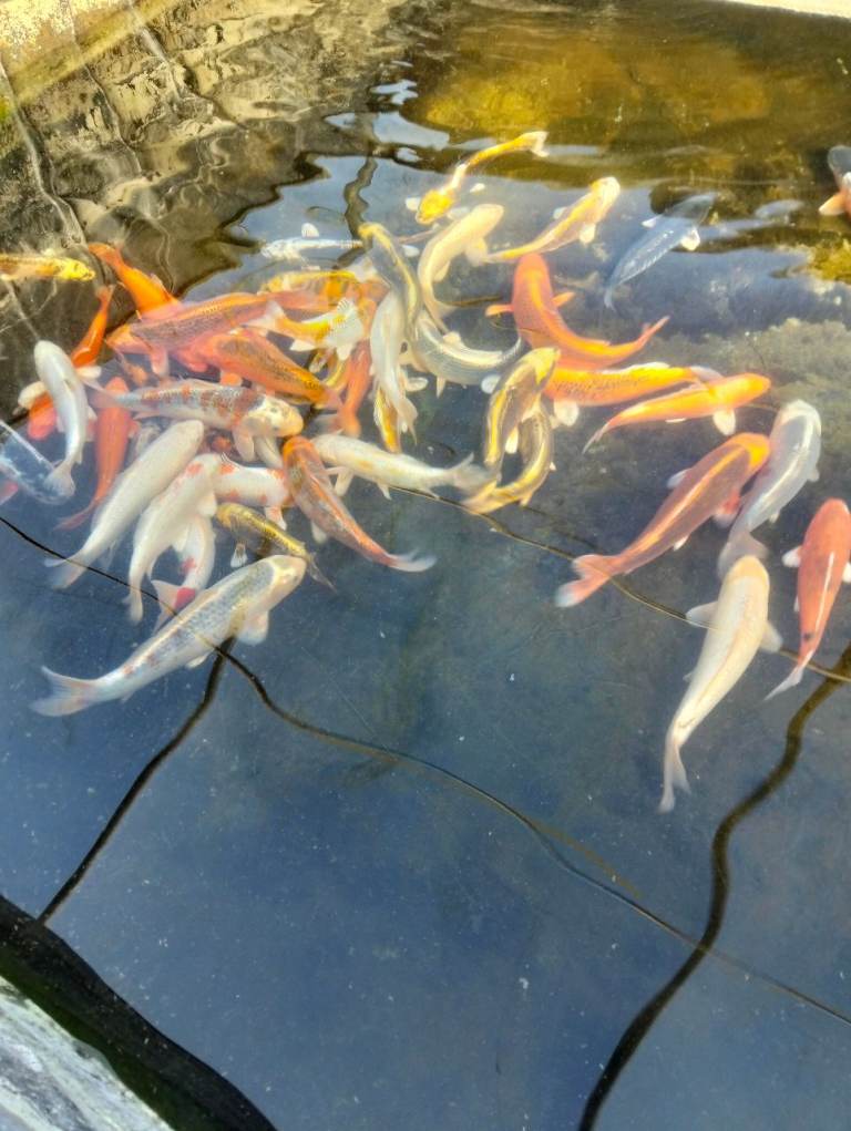 Koi carp, 10 for £40, over 400 available larger koi 100 available up to 18inch