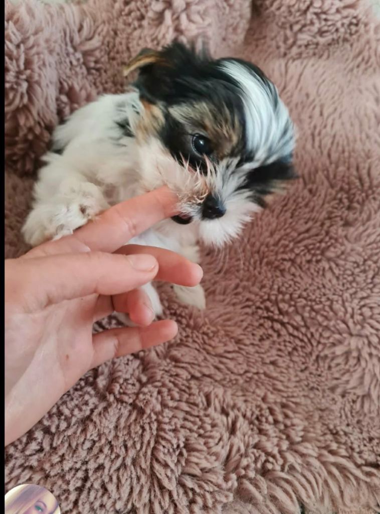 Biewer Terrier