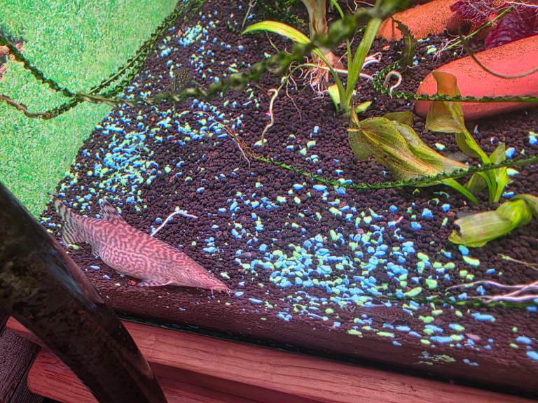 Tropical Fish for sale 