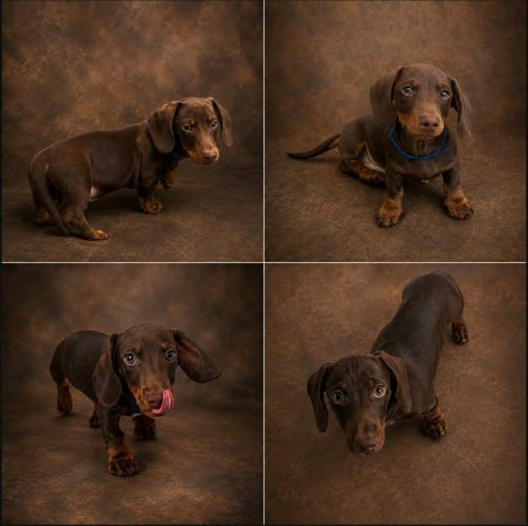 REDUCED Very tiny true to type mini's 10weeks old ready to leave 28th