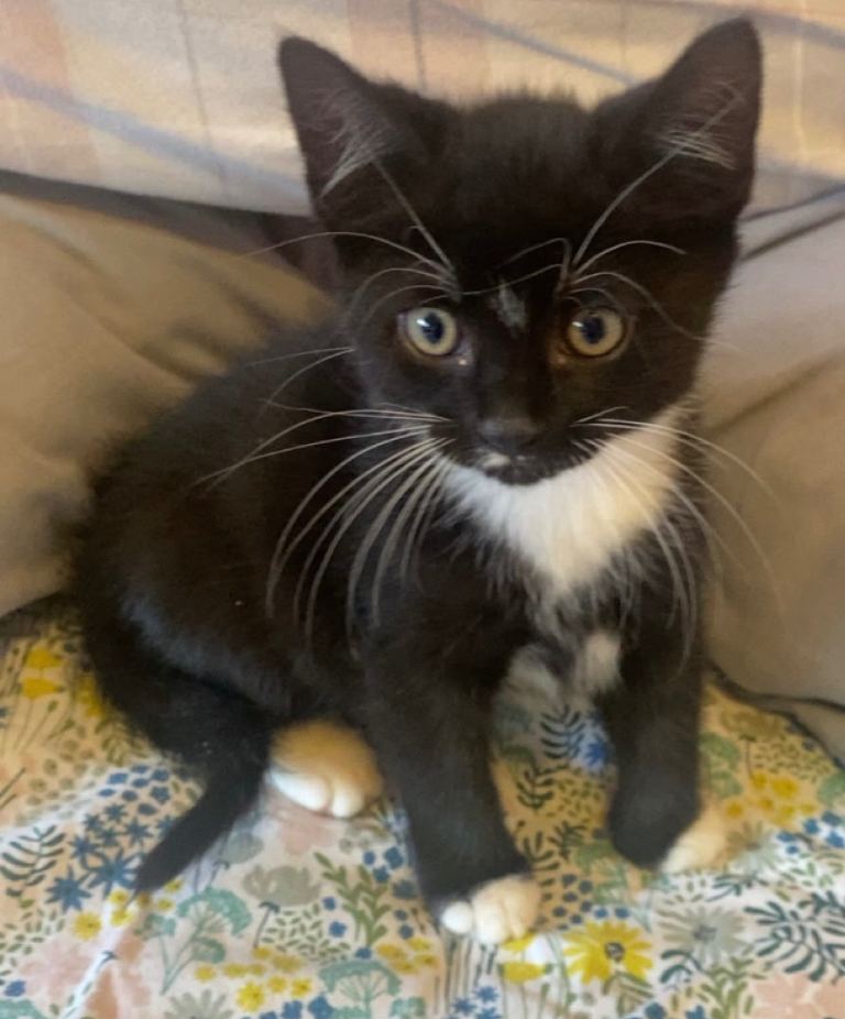 Male Kitten 