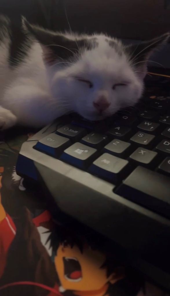 one cheeky little kitten left, he loves to play and loves to cuddle 