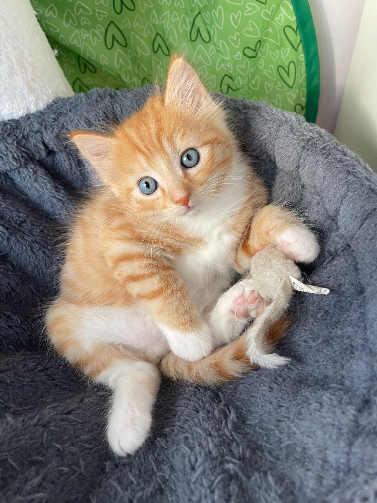 🐾 Gorgeous Half-Ragdoll Boy Kitten – Ready Now 🐾