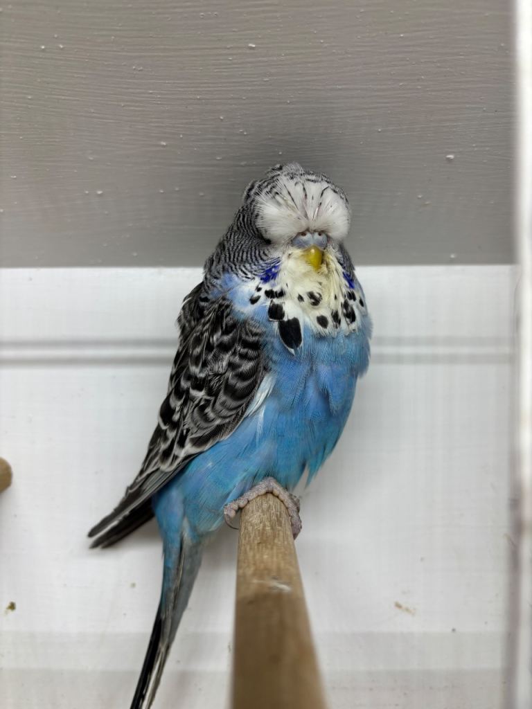 Baby budgies 