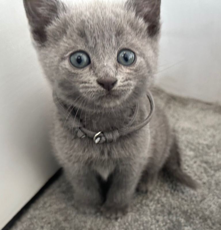Russian Blue Kittens