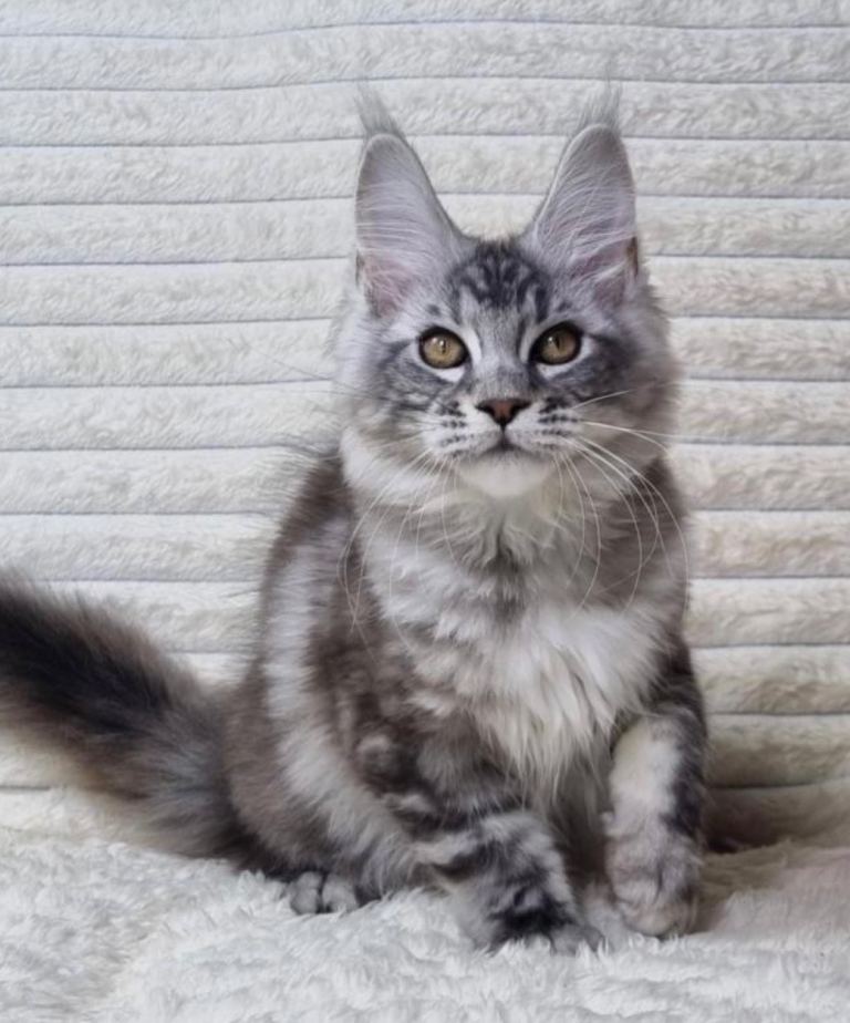 TICA registered Pedigree Maine coon kitten