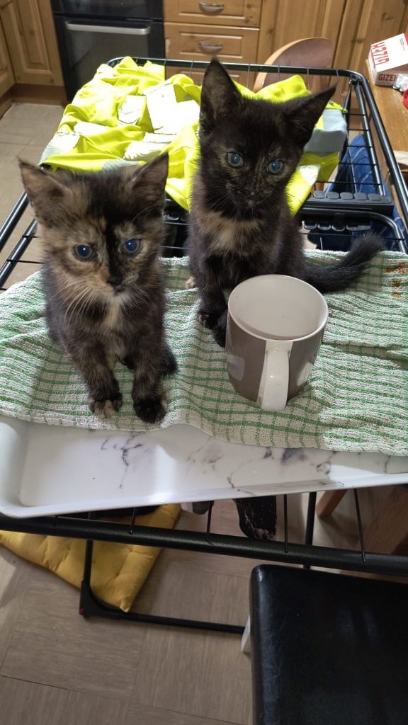 Kitten female 