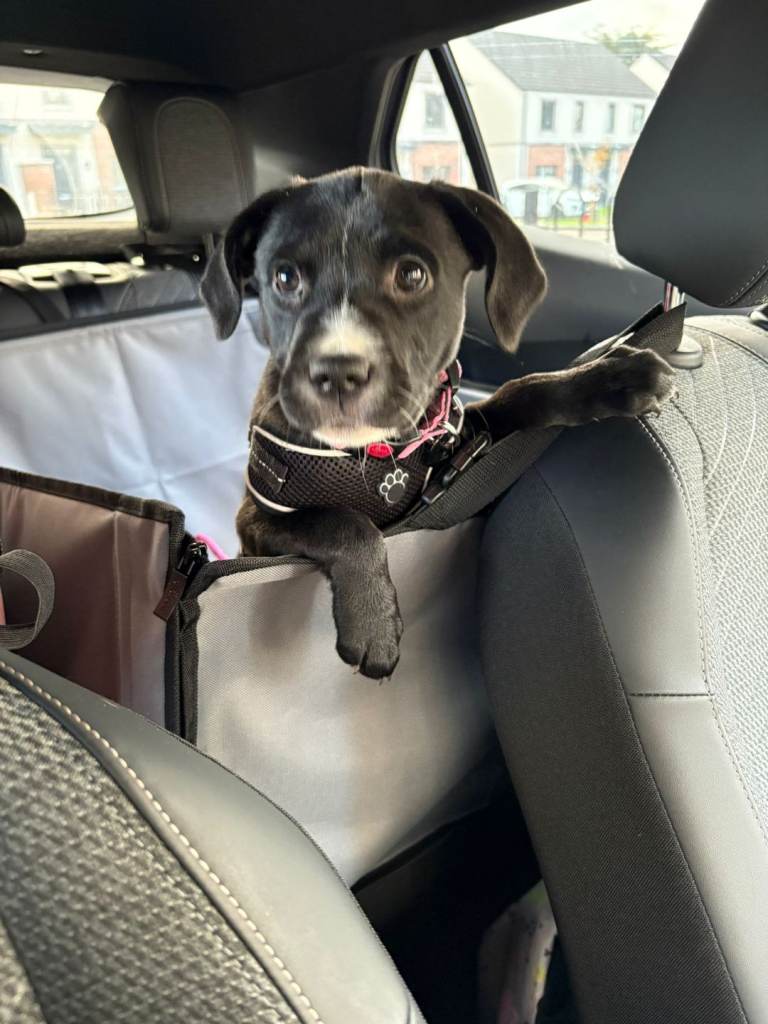 Loving Staffador for sale! (Lab cross with Staffy)