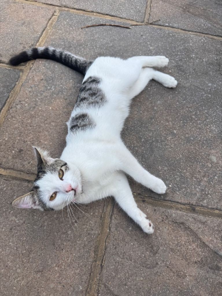 6 months female cat for sale