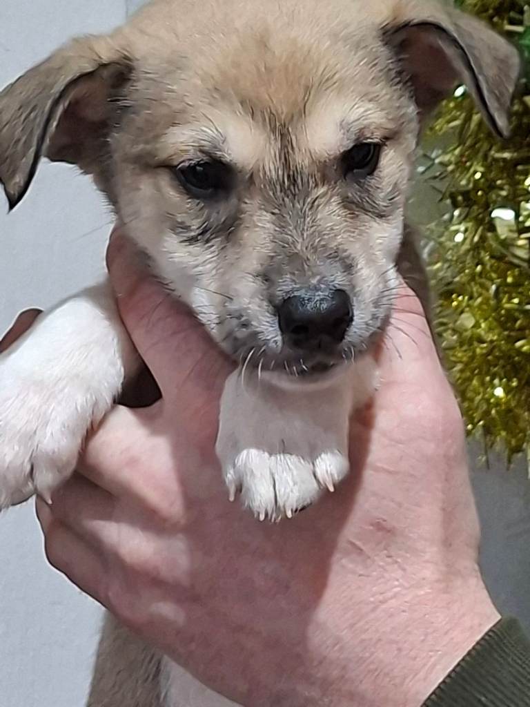 Saluki bull greyhound X Husky 