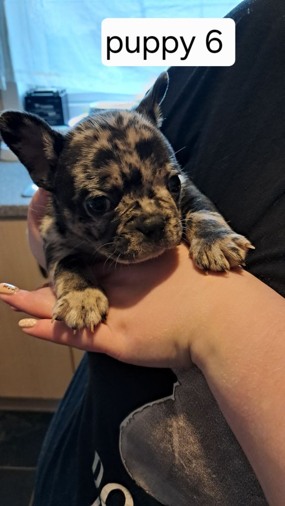 French bulldogs puppies 