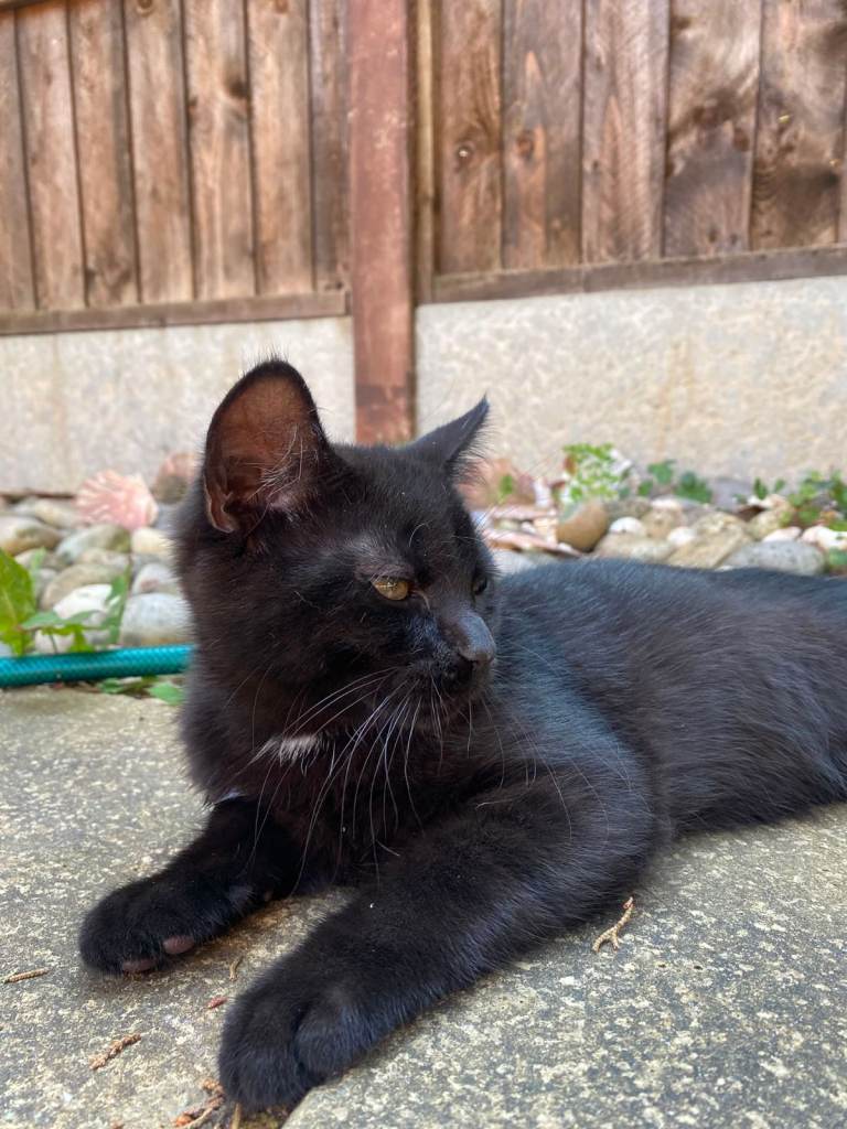 Beautiful Black British Shorthair Female Kitten – Ready Now