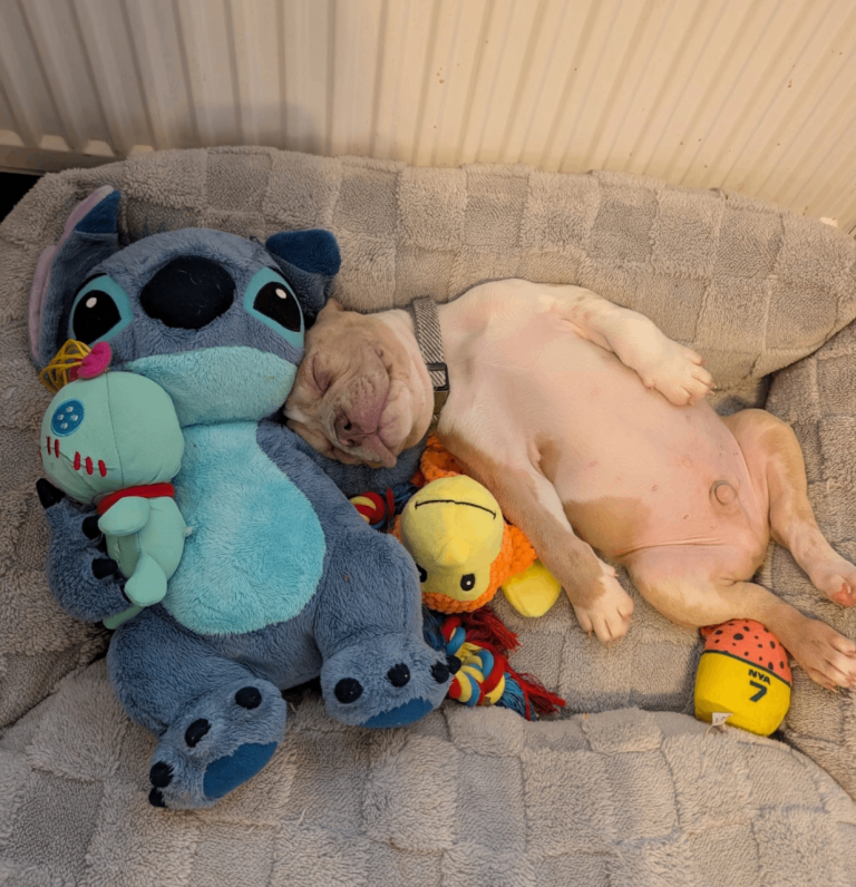 Gorgeous french bulldog cross pocket bully 